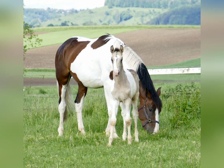 Meer warmbloeden Hengst 1 Jaar 170 cm Gevlekt-paard in Borgentreich