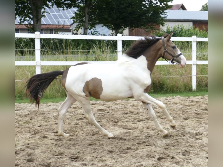 Meer warmbloeden Hengst 1 Jaar 170 cm Gevlekt-paard in Borgentreich