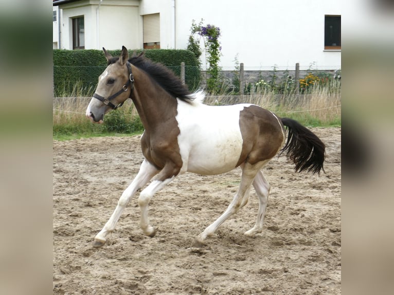 Meer warmbloeden Hengst 1 Jaar 170 cm Gevlekt-paard in Borgentreich