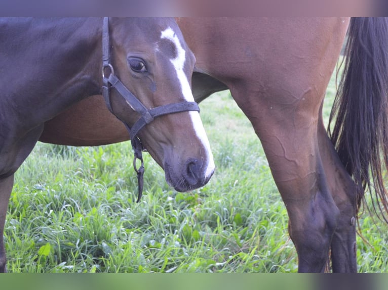 Meer warmbloeden Hengst 1 Jaar Donkerbruin in Dąbrowa