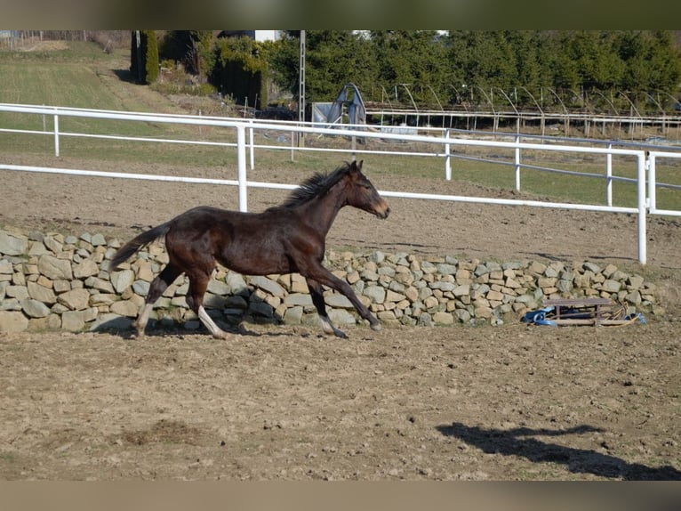 Meer warmbloeden Hengst 1 Jaar Donkerbruin in Dąbrowa