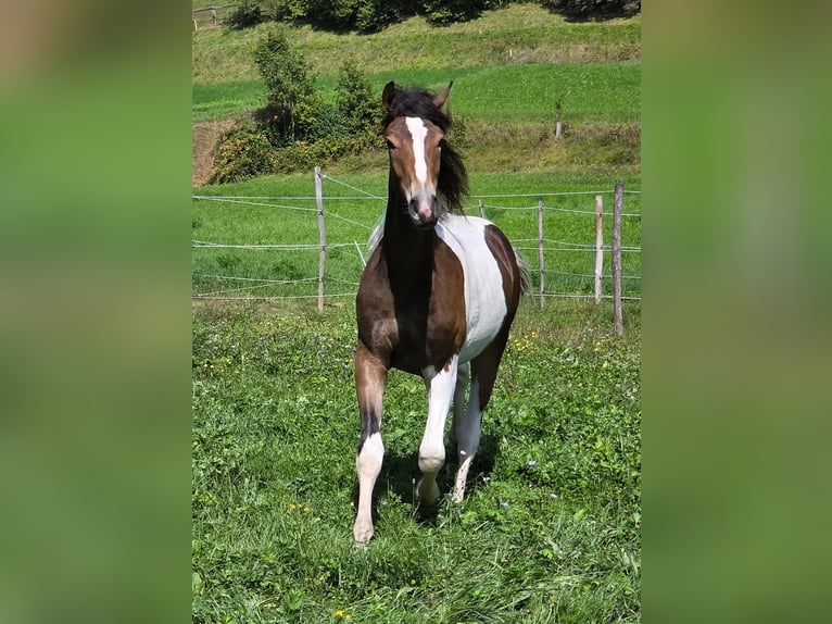 Meer warmbloeden Mix Hengst 2 Jaar 150 cm Gevlekt-paard in Labientschach