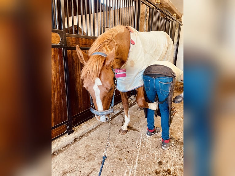 Meer warmbloeden Hengst 2 Jaar 160 cm Vos in Sandefjord