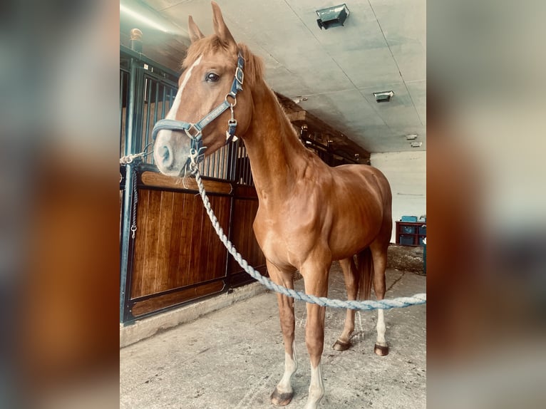 Meer warmbloeden Hengst 2 Jaar 160 cm Vos in Sandefjord