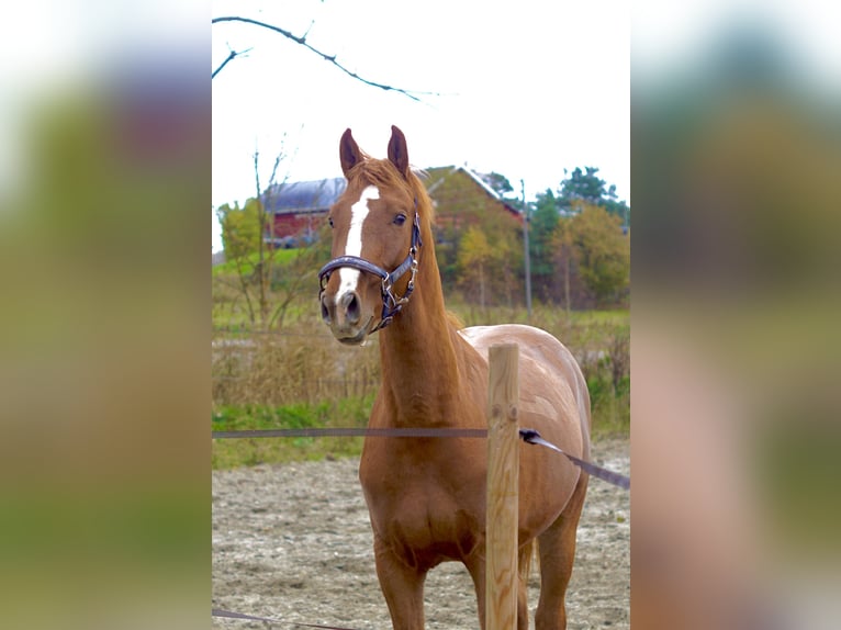 Meer warmbloeden Hengst 2 Jaar 160 cm Vos in Sandefjord