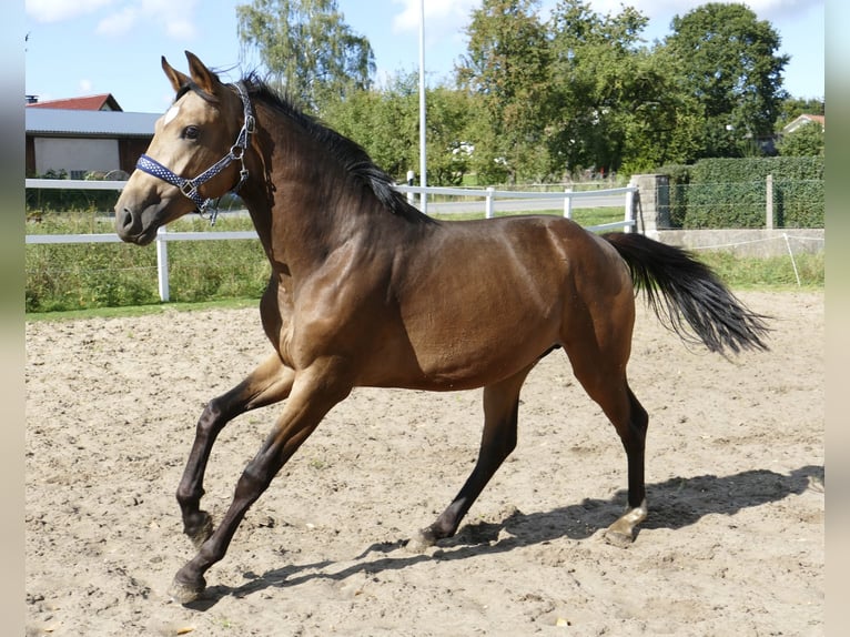 Meer warmbloeden Hengst 2 Jaar 170 cm Buckskin in Borgentreich