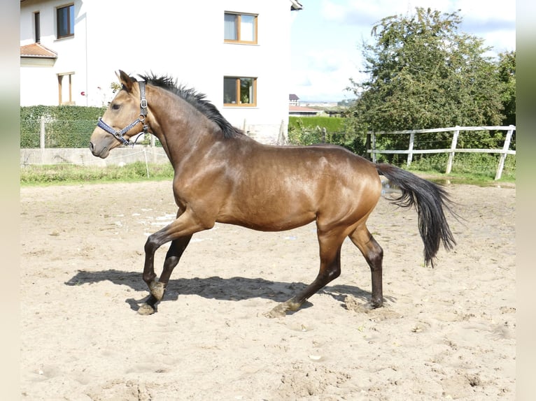 Meer warmbloeden Hengst 2 Jaar 170 cm Buckskin in Borgentreich