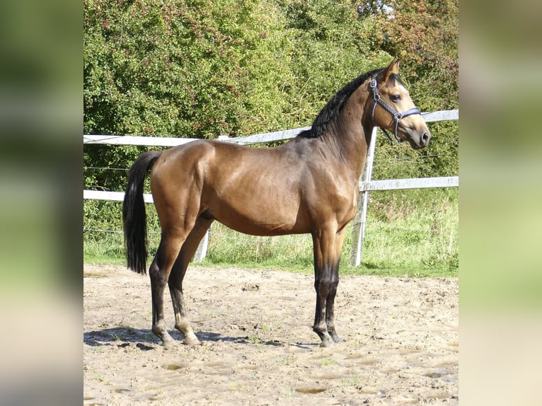 Meer warmbloeden Hengst 2 Jaar 170 cm Buckskin in Borgentreich