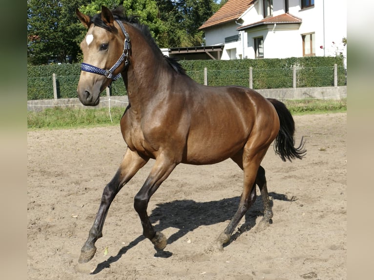 Meer warmbloeden Hengst 2 Jaar 170 cm Buckskin in Borgentreich