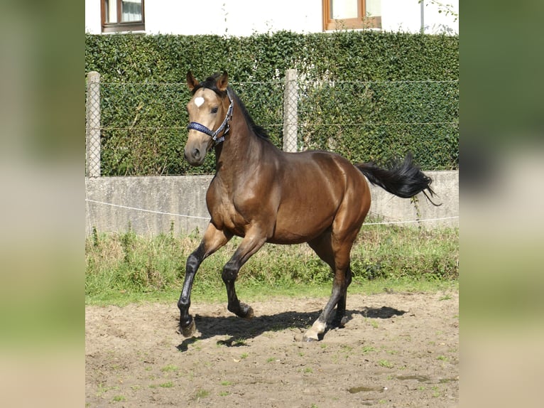 Meer warmbloeden Hengst 2 Jaar 170 cm Buckskin in Borgentreich