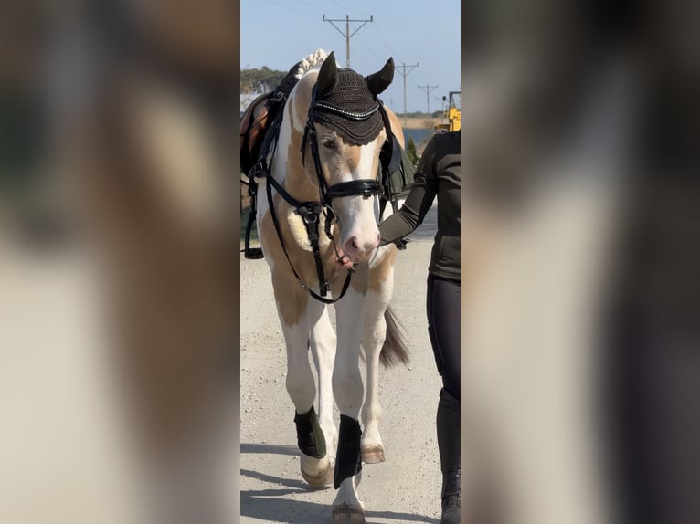 Meer warmbloeden Hengst 2 Jaar 170 cm Buckskin in Wolsztyn
