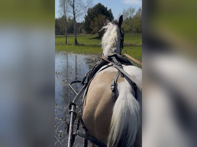 Meer warmbloeden Hengst 2 Jaar 170 cm Buckskin in Wolsztyn