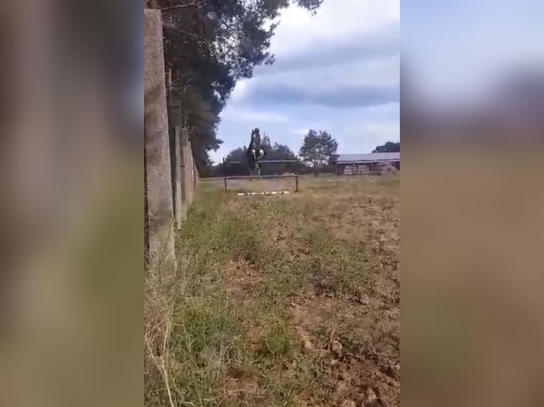 Meer warmbloeden Hengst 2 Jaar 170 cm Buckskin in Wolsztyn