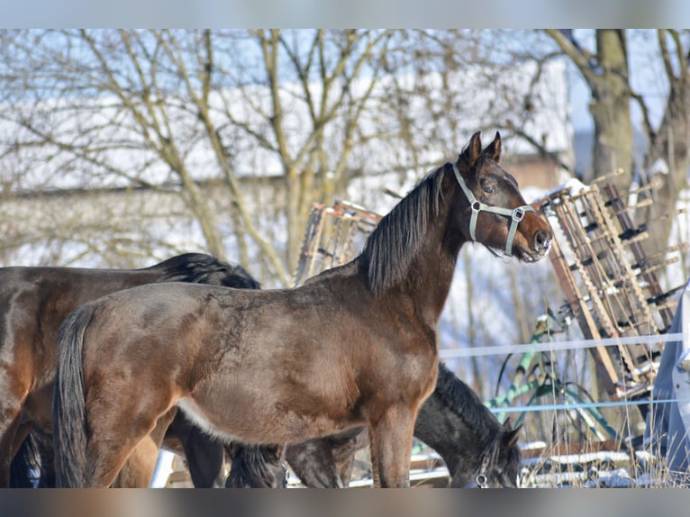 Meer warmbloeden Hengst 2 Jaar 175 cm Donkerbruin in Waldhers