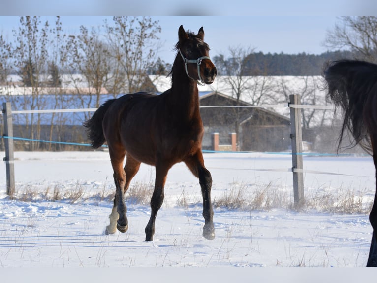 Meer warmbloeden Hengst 2 Jaar 175 cm Donkerbruin in Waldhers