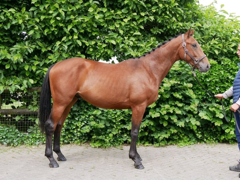 Meer warmbloeden Hengst 3 Jaar 155 cm in Dorsten