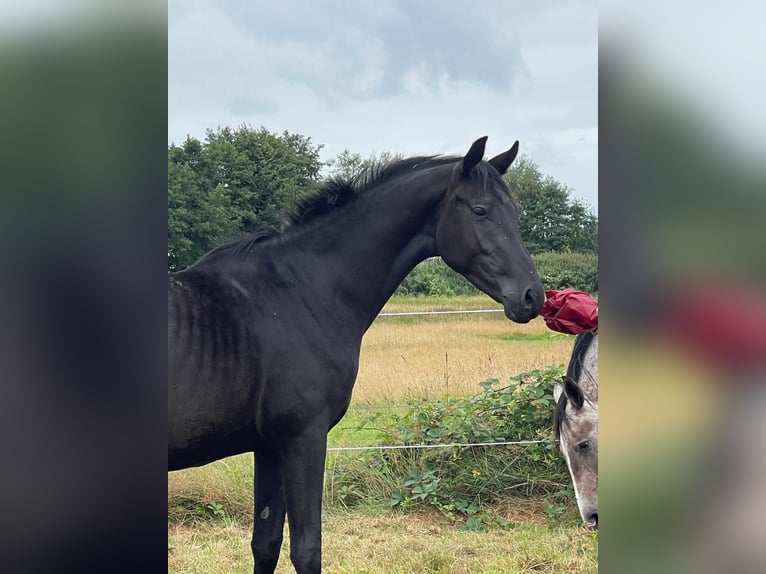 Meer warmbloeden Hengst 3 Jaar 160 cm Zwart in Großheide