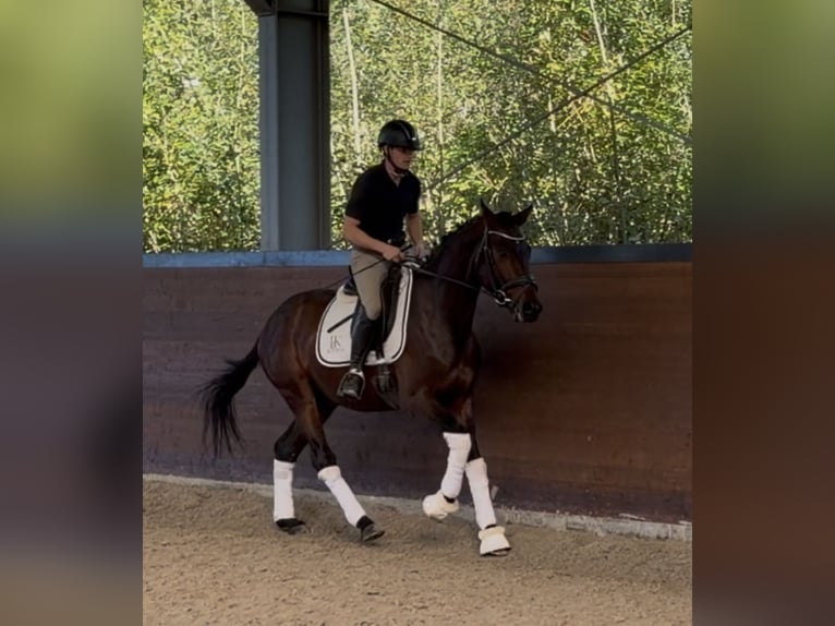 Meer warmbloeden Hengst 3 Jaar 165 cm Bruin in WermelskircheN