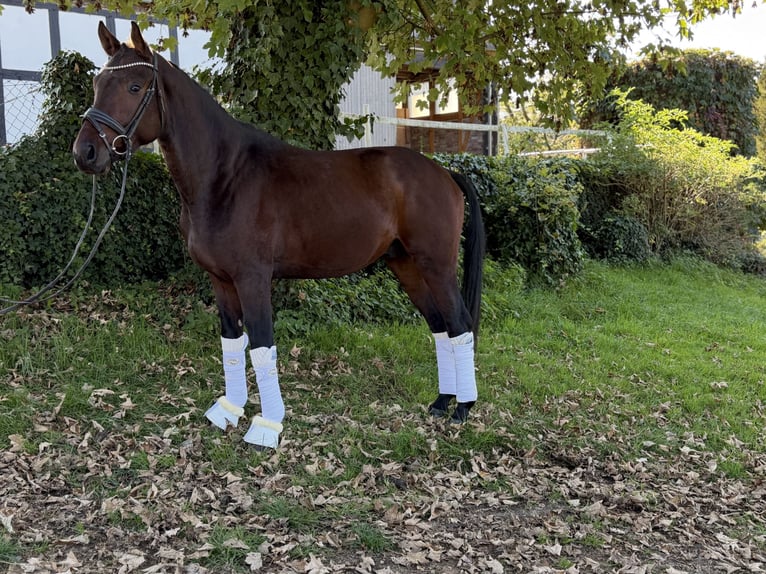 Meer warmbloeden Hengst 3 Jaar 165 cm Bruin in WermelskircheN