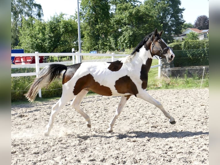Meer warmbloeden Hengst 3 Jaar 170 cm Gevlekt-paard in Borgentreich