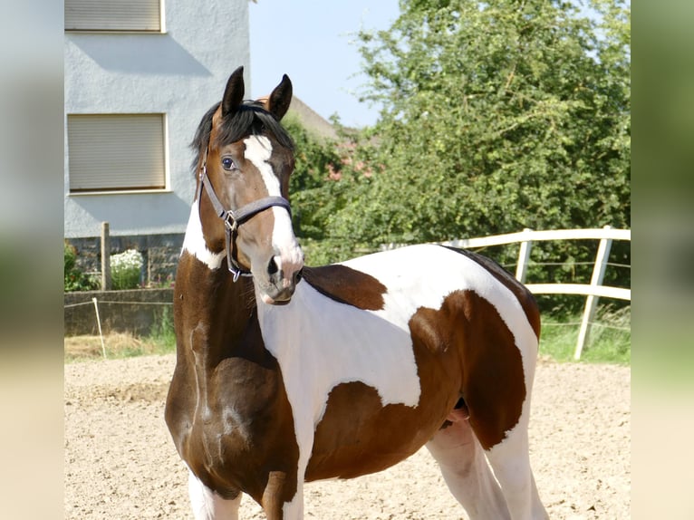 Meer warmbloeden Hengst 3 Jaar 170 cm Gevlekt-paard in Borgentreich