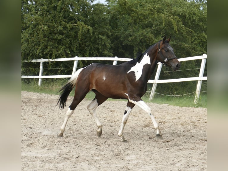 Meer warmbloeden Hengst 3 Jaar 172 cm Gevlekt-paard in Borgentreich