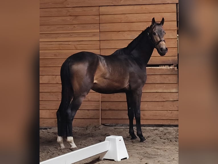 Meer warmbloeden Hengst 3 Jaar Buckskin in Den Ham