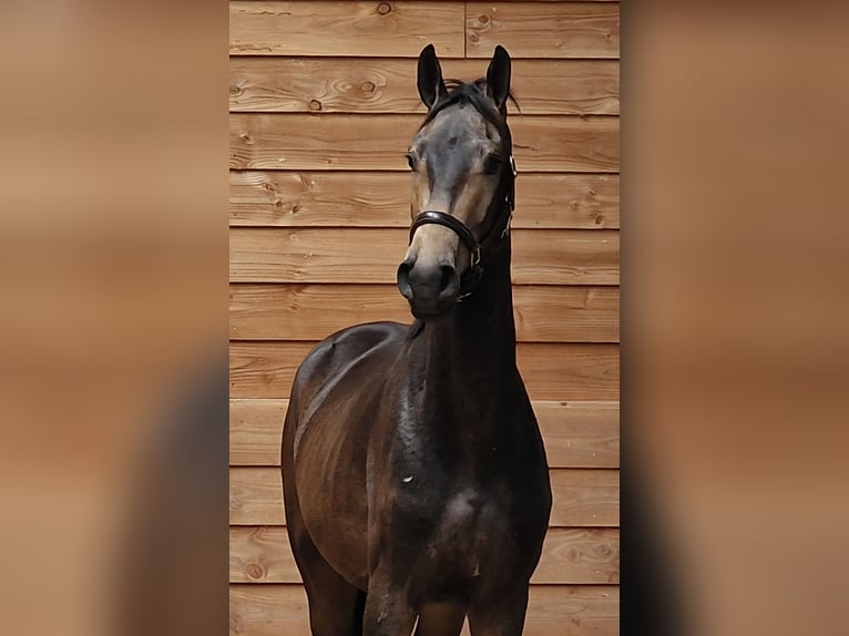 Meer warmbloeden Hengst 3 Jaar Buckskin in Den Ham
