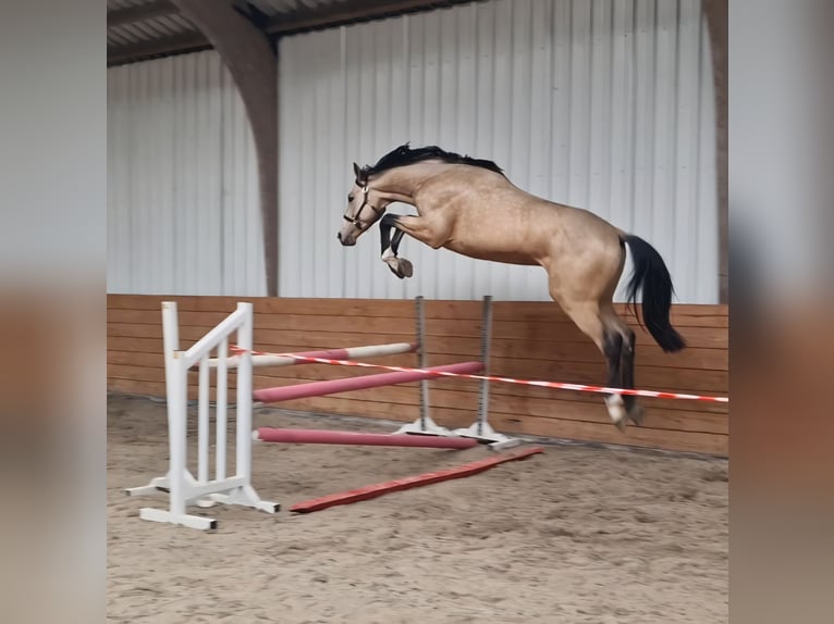 Meer warmbloeden Hengst 3 Jaar Buckskin in Den Ham