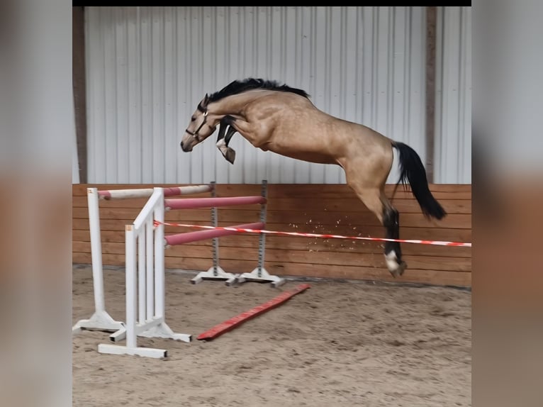 Meer warmbloeden Hengst 3 Jaar Buckskin in Den Ham