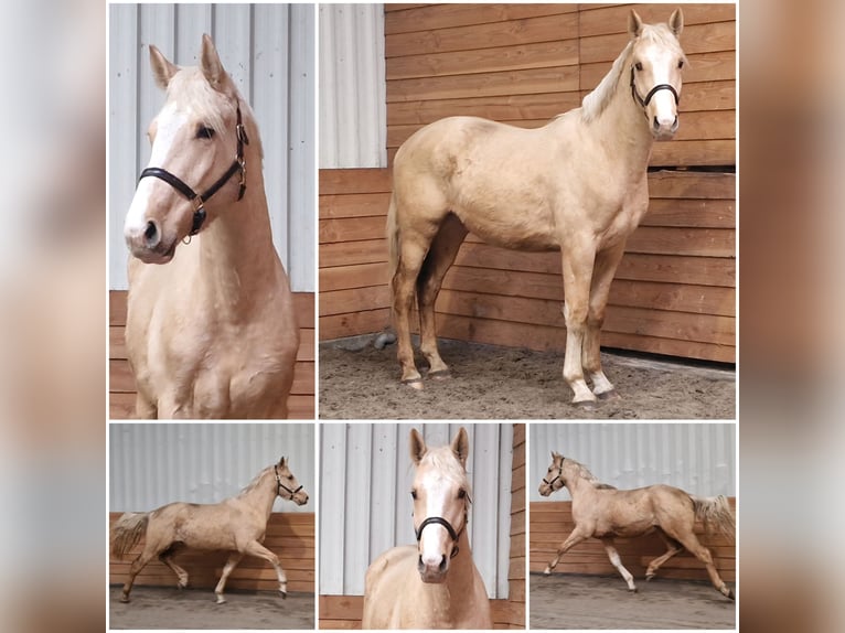 Meer warmbloeden Hengst 3 Jaar Palomino in Den Ham