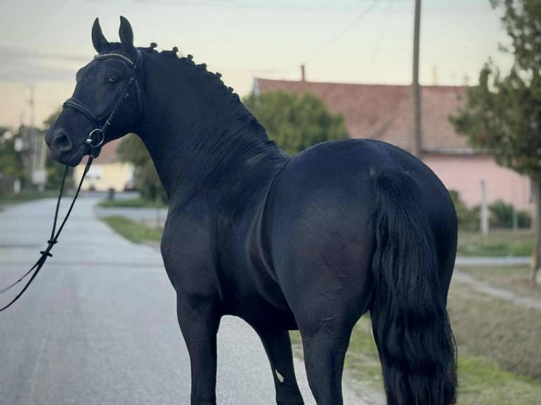 Meer warmbloeden Hengst 4 Jaar 157 cm Zwart in Békéscsaba