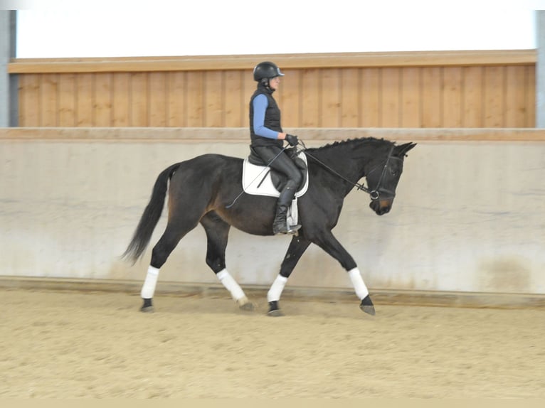 Meer warmbloeden Hengst 4 Jaar 167 cm Zwartbruin in Wellheim