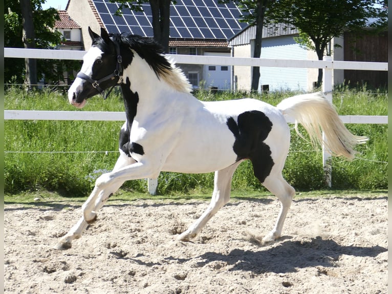 Meer warmbloeden Hengst 4 Jaar 168 cm Gevlekt-paard in Borgentreich