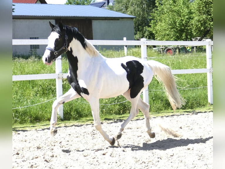 Meer warmbloeden Hengst 4 Jaar 168 cm Gevlekt-paard in Borgentreich