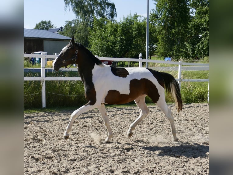 Meer warmbloeden Hengst 4 Jaar 170 cm Gevlekt-paard in Borgentreich