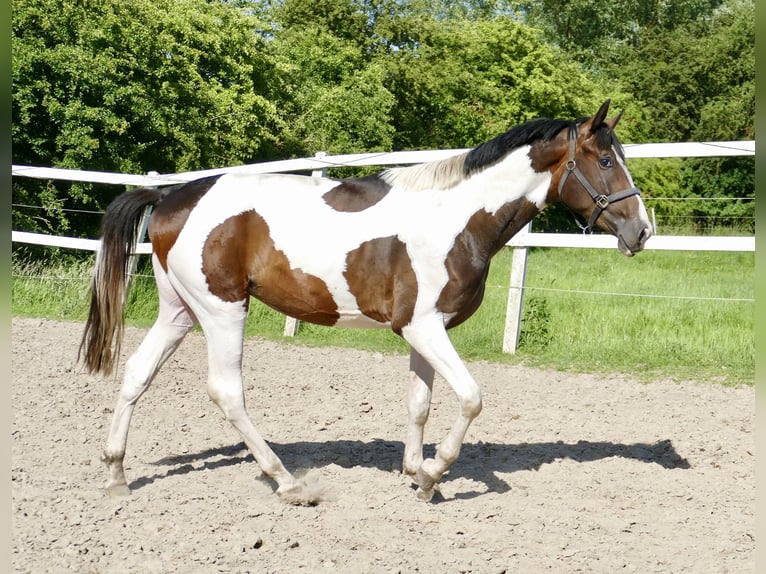 Meer warmbloeden Hengst 4 Jaar 170 cm Gevlekt-paard in Borgentreich