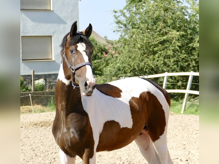 Meer warmbloeden Hengst 4 Jaar 170 cm Gevlekt-paard in Borgentreich