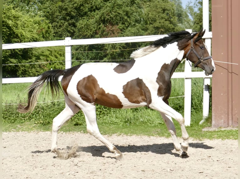 Meer warmbloeden Hengst 4 Jaar 170 cm Gevlekt-paard in Borgentreich