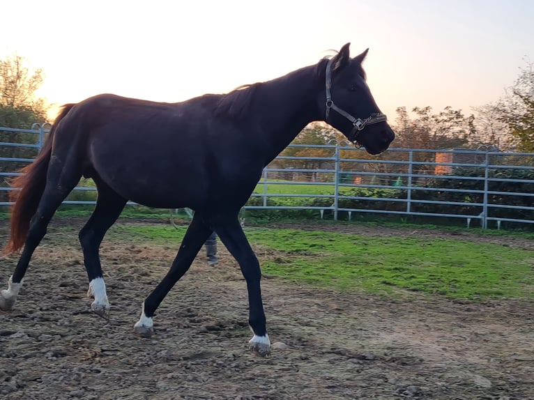 Meer warmbloeden Hengst 5 Jaar 165 cm Zwart in Birkenheide