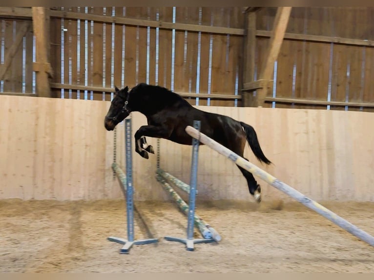 Meer warmbloeden Hengst 5 Jaar 167 cm Zwartbruin in Wellheim