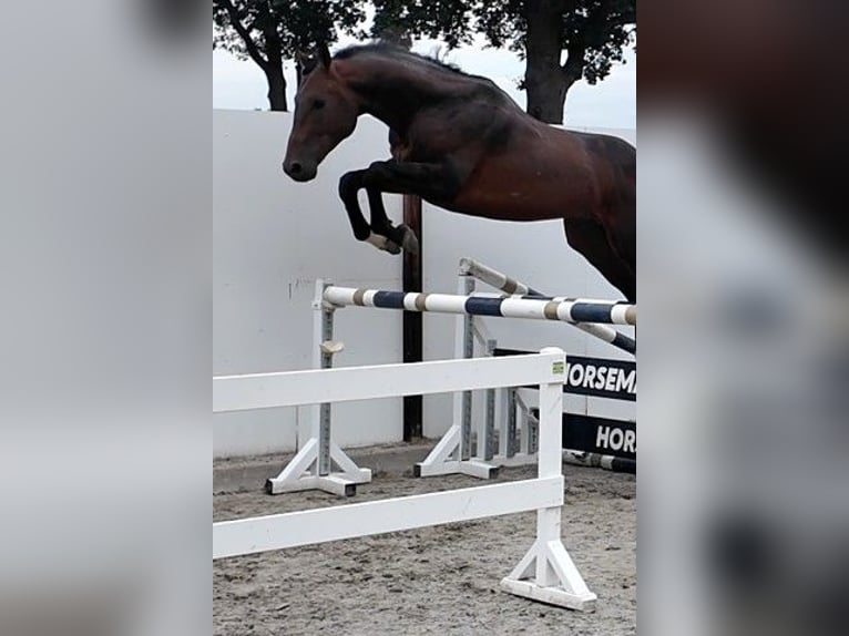 Meer warmbloeden Hengst 5 Jaar 168 cm Roodbruin in Waddinxveen