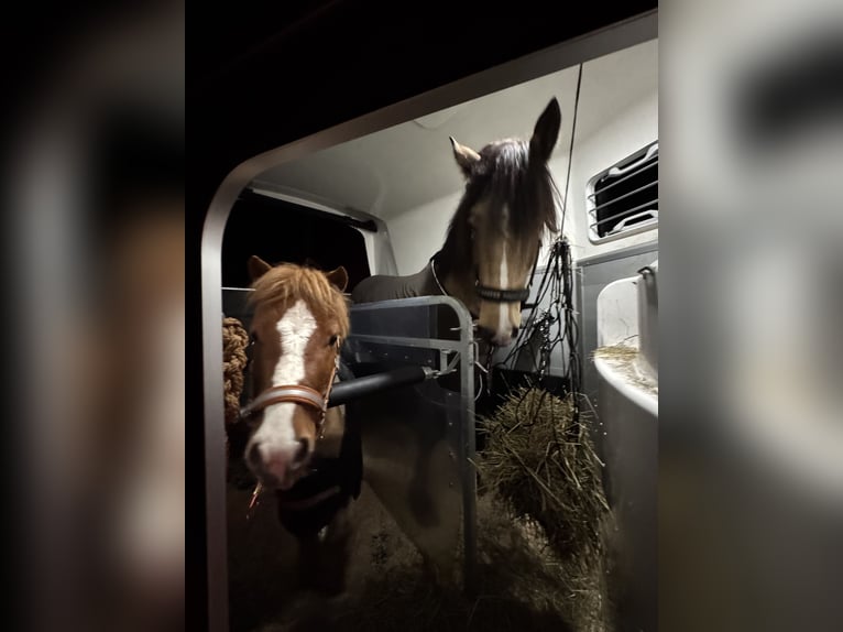 Meer warmbloeden Mix Hengst 7 Jaar 164 cm Buckskin in Langeln