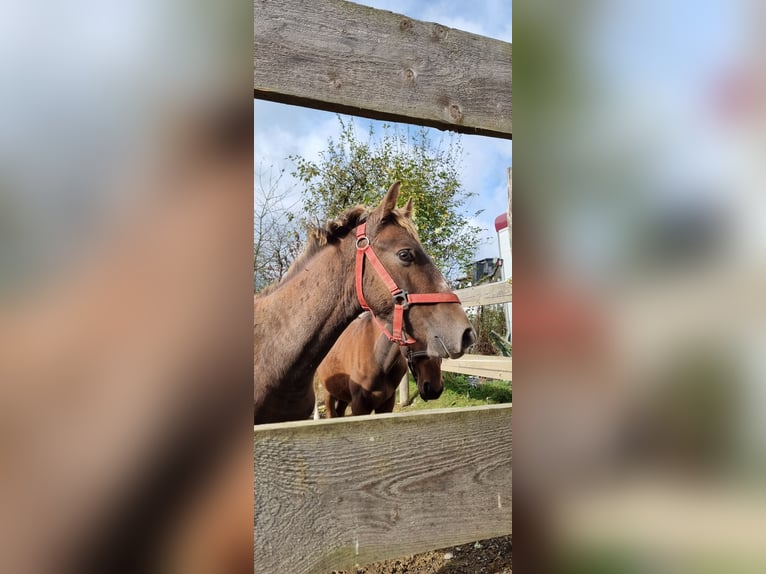 Meer warmbloeden Mix Hengst veulen (03/2024) 135 cm Schimmel in Döttesfeld