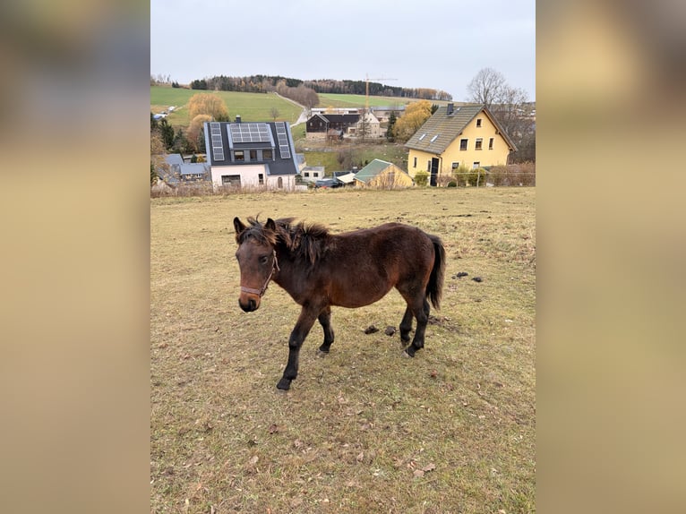 Meer warmbloeden Mix Hengst Veulen (03/2025) 155 cm Bruin in Drebach