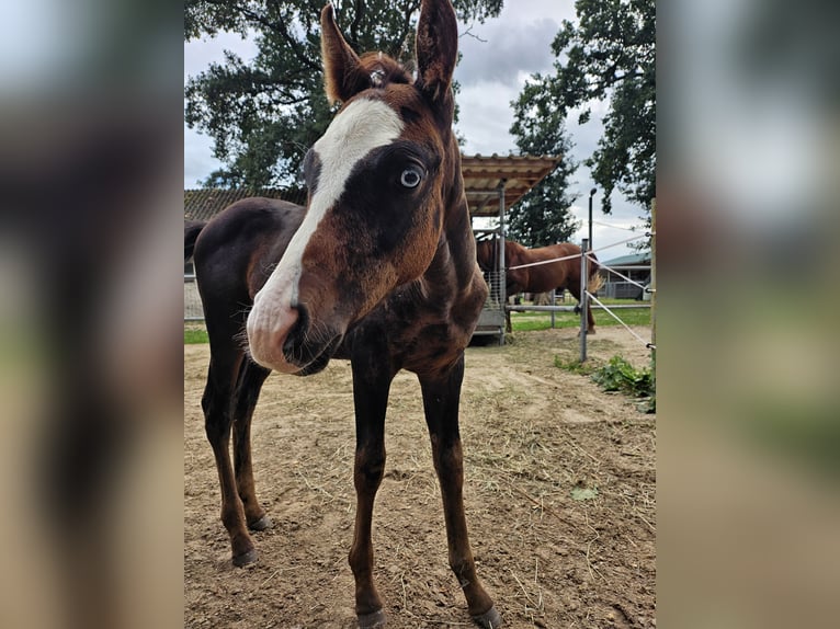 Meer warmbloeden Mix Hengst Veulen (06/2026) 155 cm Overo-alle-kleuren in Friesoythe