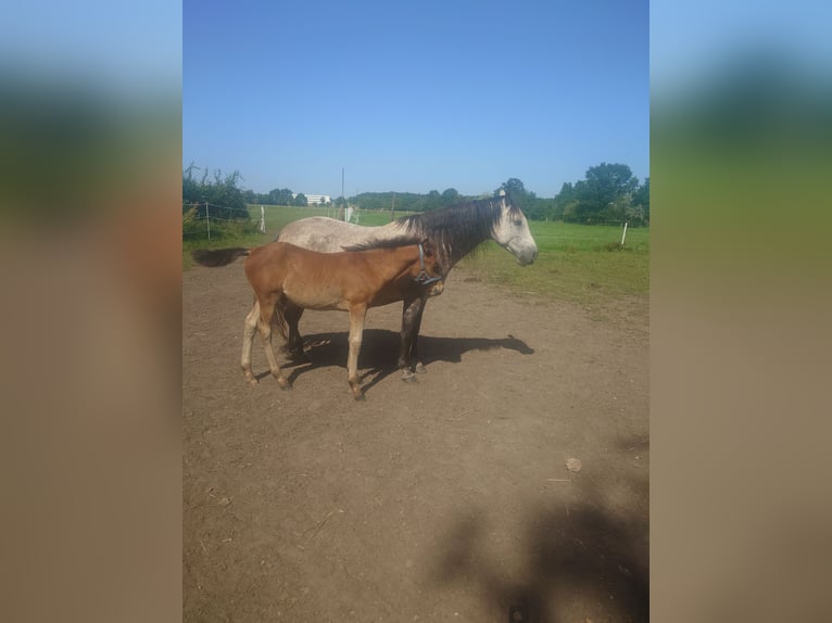 Meer warmbloeden Mix Hengst Veulen (04/2025) 155 cm Schimmel in Wolfsburg