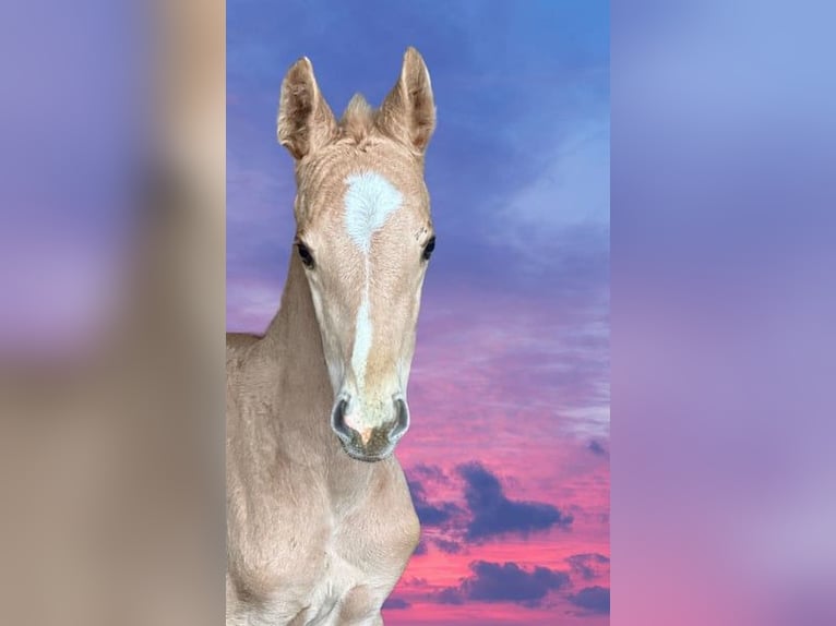 Meer warmbloeden Hengst veulen (03/2024) 167 cm Palomino in Borgentreich