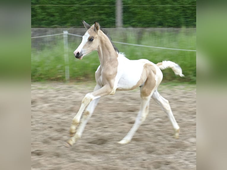 Meer warmbloeden Hengst veulen (04/2024) 168 cm Gevlekt-paard in Borgentreich