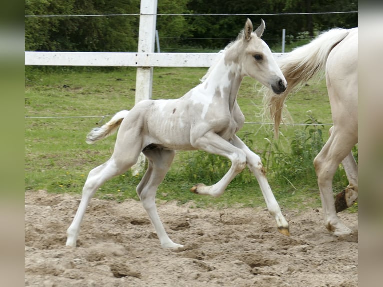 Meer warmbloeden Hengst Veulen (05/2025) 168 cm Gevlekt-paard in Borgentreich